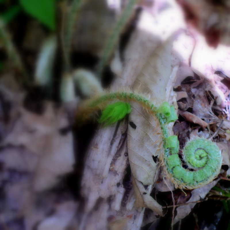 a fern fiddlehead