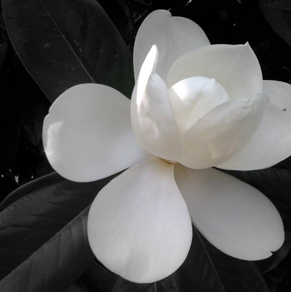 Magnolia blossom photo by Meg Streams