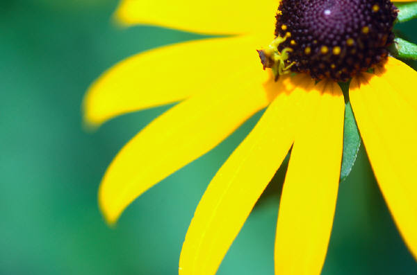 Photo of a black-eyed susan flower