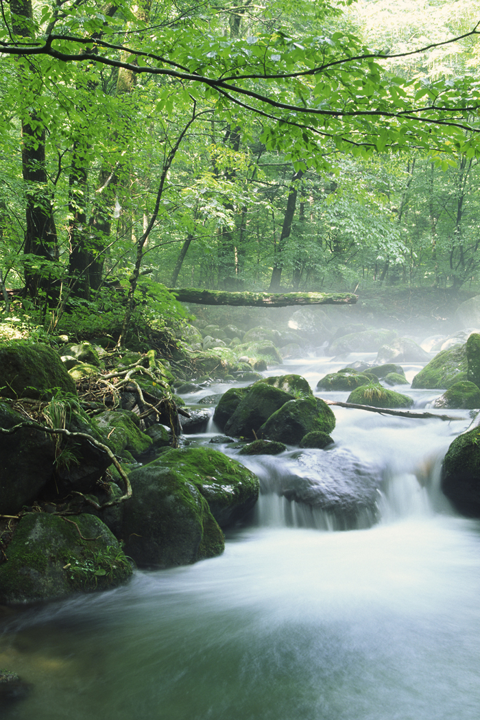 Photo of creek in the woods.
